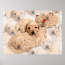 Golden retriever-Welpen-Collagen-Druck Posterdruck