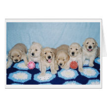 Golden retriever-Welpen Grußkarten