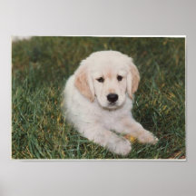 Golden retriever-Welpen-Plakat