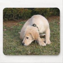 Golden retriever-Welpen-Schnüffeln Mauspad