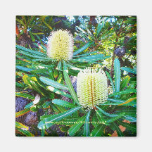 Goldene Banksias - Magnet Magnete