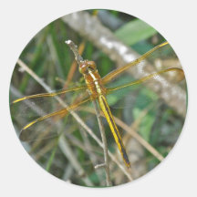 Goldene Meadowhawk (Sympetrum) Libellen-Einzelteil Runder Aufkleber