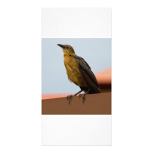 Goldene Vogelfotokarte