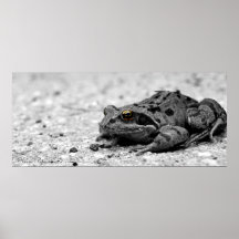 Goldener Augenfrosch, Kevin Petzinger Plakatdrucke