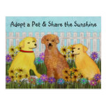 Goldener Retriever-Haustier-Adoptions-Postkarte