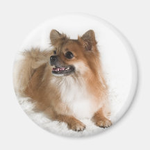 Goldener Spitz auf flaumiger weißer Decke Magnete