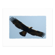 Goldenes Eagle im Flug Postkarten
