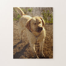 goldenes labrador retriever puzzle