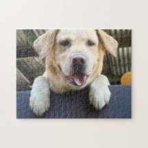 goldenes labrador retriever puzzle