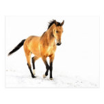 Goldenes Pferd im Schnee Postkarte