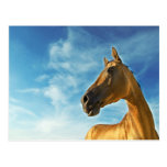 goldenes Pferd von Turkmenistan Postkarten