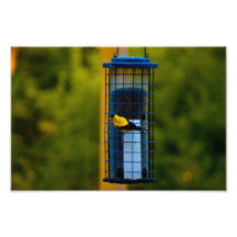 Goldfinch_2 Foto