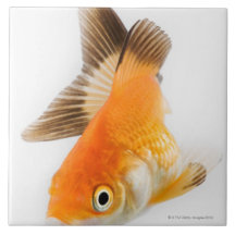 Goldfisch (Carassius auratus) Kacheln
