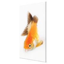Goldfisch (Carassius auratus) Gespannte Galeriedrucke