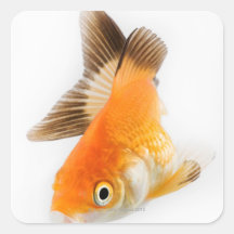 Goldfisch (Carassius auratus) Sticker
