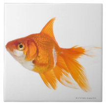 Goldfisch, Seitenansicht Keramikfliese