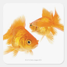 Goldfisch zwei, der sich kreuzt aufkleber