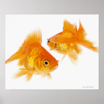 Goldfisch zwei, der sich kreuzt poster