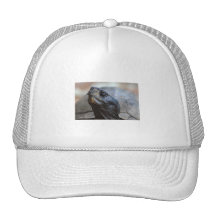 gopher tortoise hat