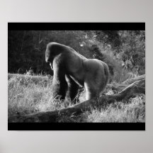 Gorilla-Geschäft Posterdrucke