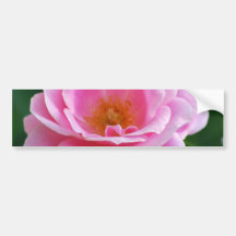 Göttliche rosa Rose Auto Aufkleber