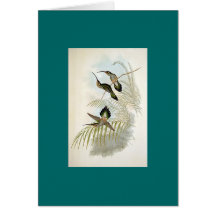 Gould - der Einsiedler-Kolibri des Typ Karte