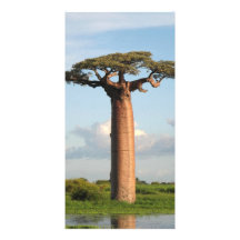 Grandidiers Baobab Madagaskar Foto Karten Vorlage