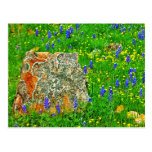 Granit und Wildblumen auf Weide-Stadt-Schleife Postkarte
