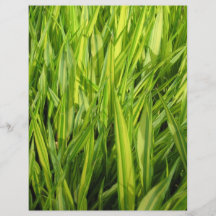 Gras Vollfarbige Flyer