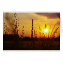 Gräser im Sonnenuntergang Grußkarte