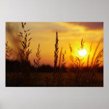 Gräser im Sonnenuntergang Posterdruck