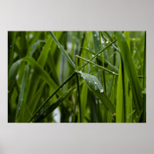 grass-after-rain-2012-05-27 plakate