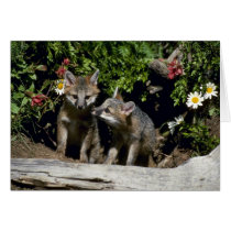 Graue Fuchs-junge Ausrüstungen an der Höhle karten
