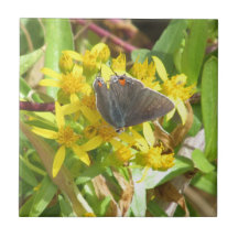 Graue Hairstreak-Schmetterlings-Fliese