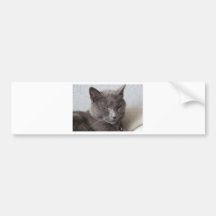 Graue Katze Autoaufkleber
