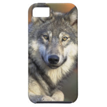 grauer timberwolf Wolf iPhone 5 Etuis