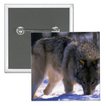 Grauer Wolf am Rand des schneebedeckten Waldes, Bl Button