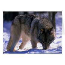 Grauer Wolf am Rand des schneebedeckten Waldes, Bl Grußkarte