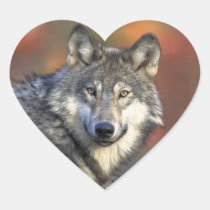 Grauer Wolf-Aufkleber (Herz) aufkleber