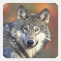 Grauer Wolf-Aufkleber (Quadrat) aufkleber
