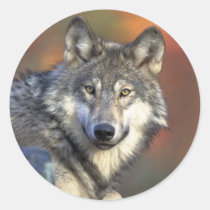 Grauer Wolf-Aufkleber (rund) aufkleber