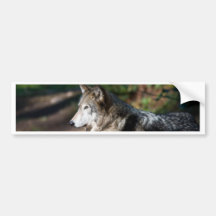 Grauer Wolf Auto Sticker