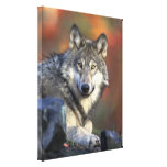 Grauer Wolf-Herbst-Leinwand-Druck Galerie Gefaltete Leinwand
