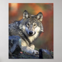 Grauer Wolf-Plakat poster