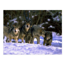 Grauer Wolf-Satz am Rand des schneebedeckten Walde Postkarte