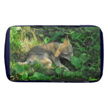 Grauer Wolf-Welpen-Tier-Foto-BlackBerry-Kasten Blackberry Hüllen