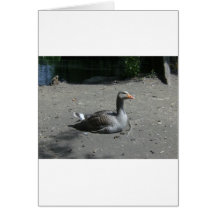 Graugans-Gans Grußkarte