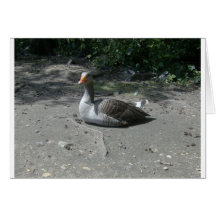 Graugans-Gans Grußkarte