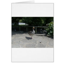 Graugans-Gans Grußkarte