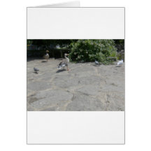 Graugans-Gans Grußkarten